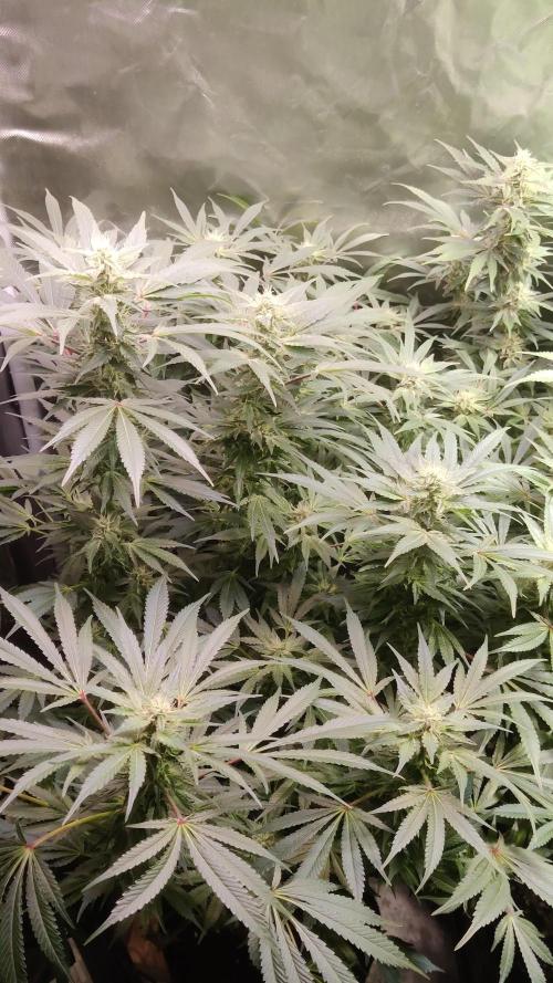 Mama Mimosa + Babies 😍