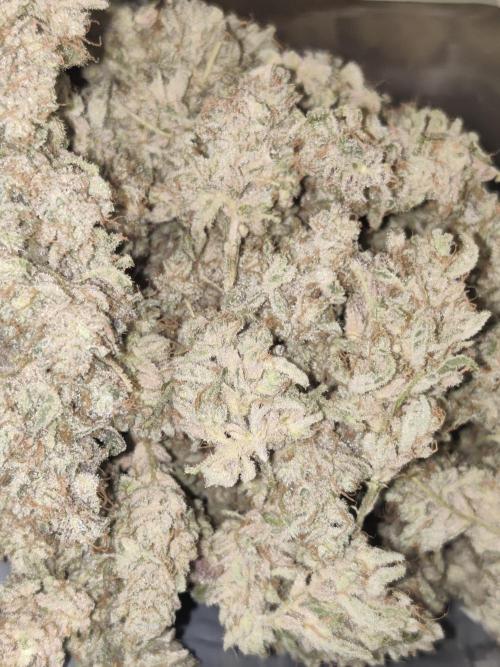 Mama Mimosa + Babies 😍. Week 15