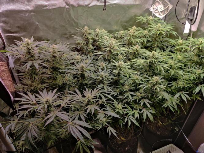 Mama Mimosa + Babies 😍. Week 21