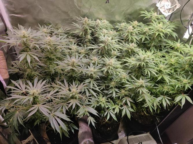 Mama Mimosa + Babies 😍. Week 21