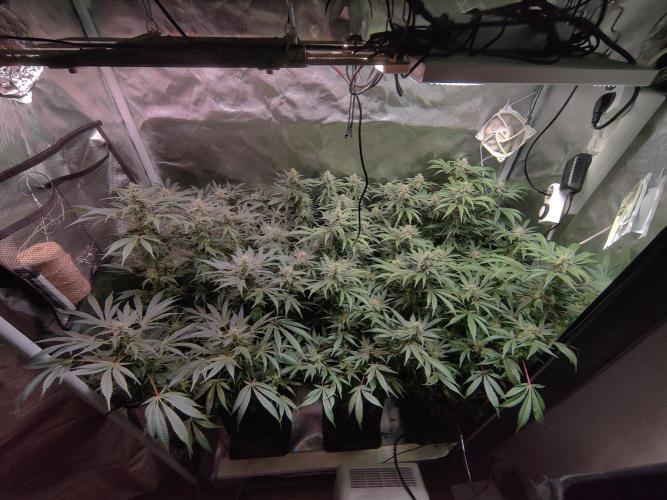 Mama Mimosa + Babies 😍. Week 21