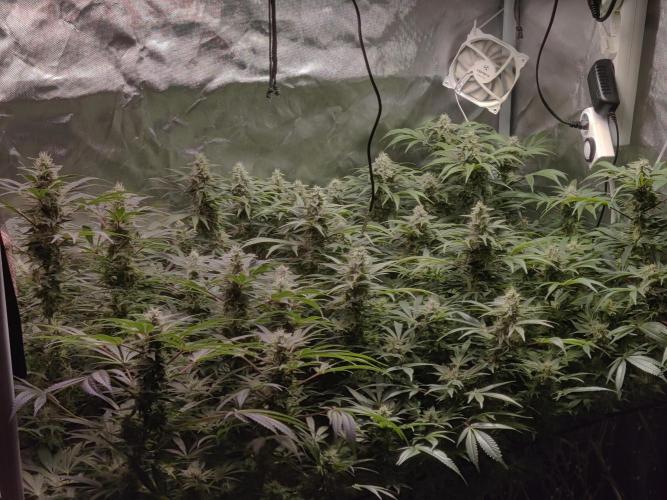 Mama Mimosa + Babies 😍. Week 21