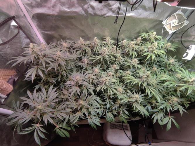 TRY ROOTBALL DRYING!. Week 23
