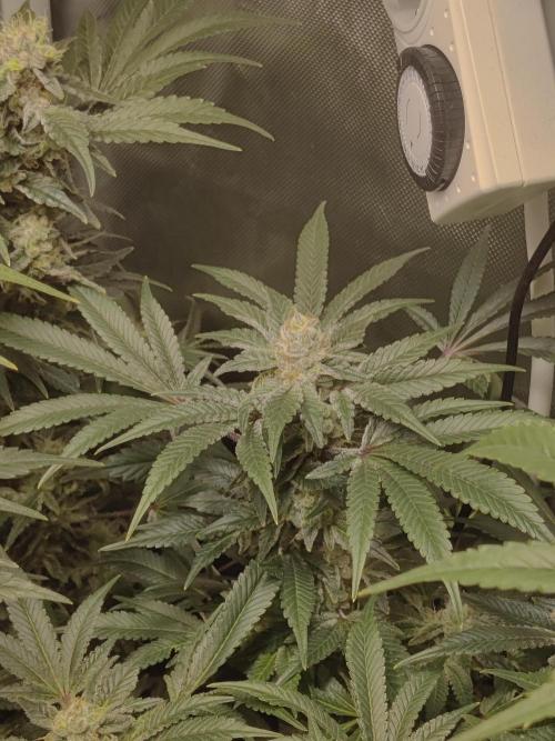 TRY ROOTBALL DRYING!. Week 23