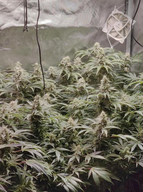 TRY ROOTBALL DRYING!. Week 23