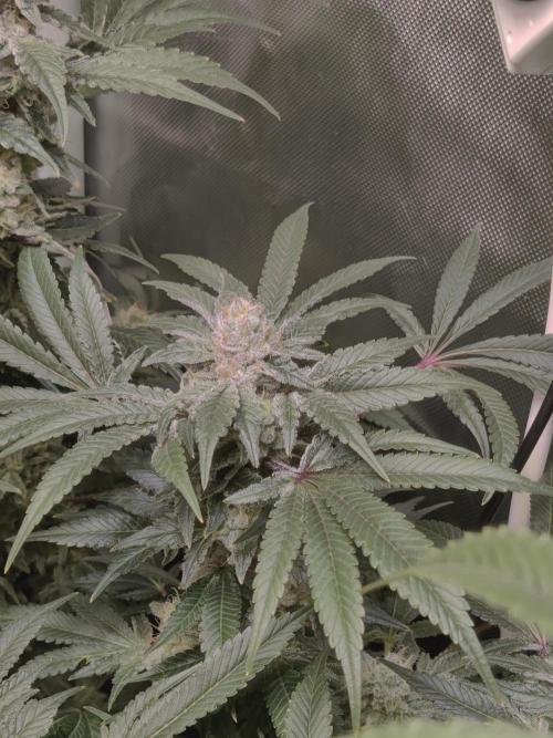 TRY ROOTBALL DRYING!. Week 23 - day 52