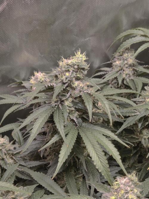 TRY ROOTBALL DRYING!. Week 23