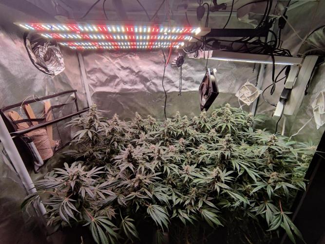 TRY ROOTBALL DRYING!. Week 24