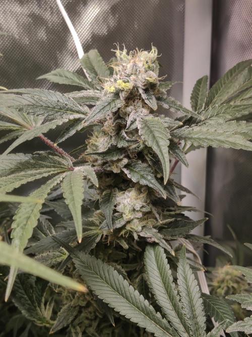 TRY ROOTBALL DRYING!. Week 24