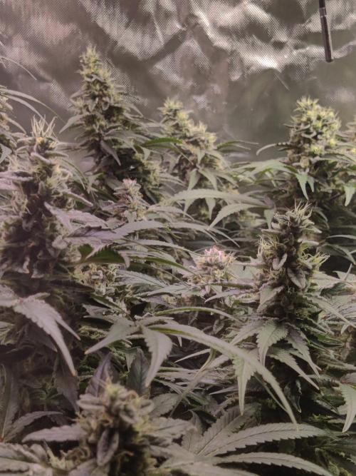 TRY ROOTBALL DRYING!. Week 24