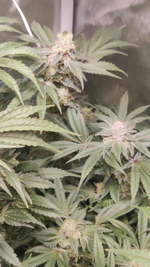 TRY ROOTBALL DRYING!