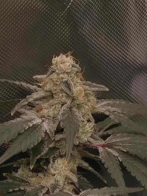 TRY ROOTBALL DRYING!. Week 24