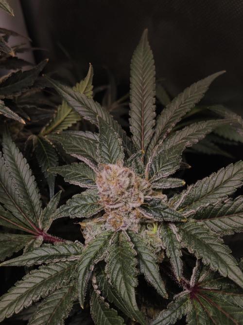 TRY ROOTBALL DRYING!. Week 24