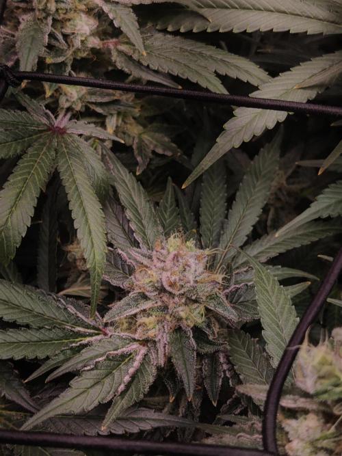 TRY ROOTBALL DRYING!. Week 24