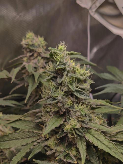 TRY ROOTBALL DRYING!. Week 24