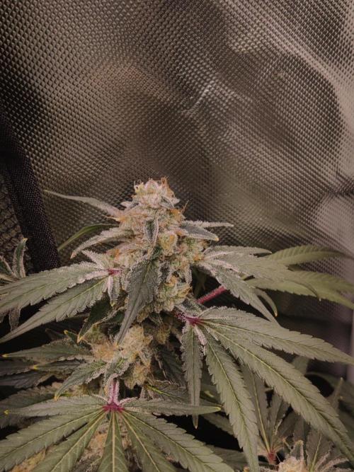 TRY ROOTBALL DRYING!. Week 24