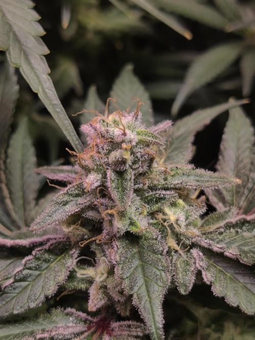 TRY ROOTBALL DRYING!. Week 24