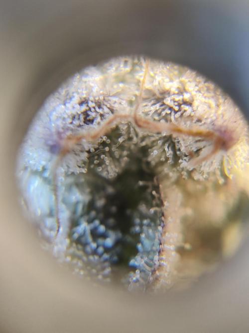 TRY ROOTBALL DRYING!. Week 24