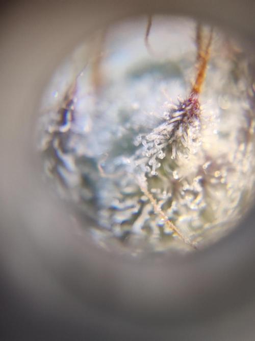 TRY ROOTBALL DRYING!. Week 24