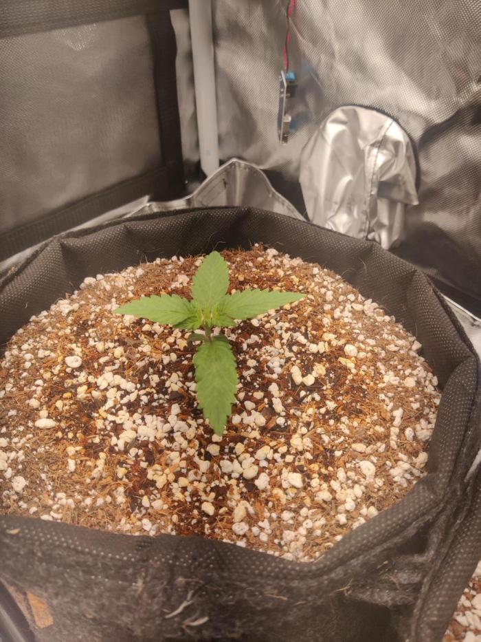 Sunset Sherbet auto - Zamnesia. Week 2