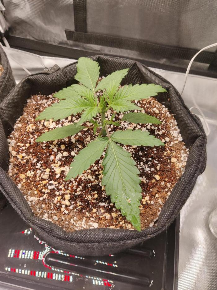 Sunset Sherbet auto - Zamnesia. Week 3