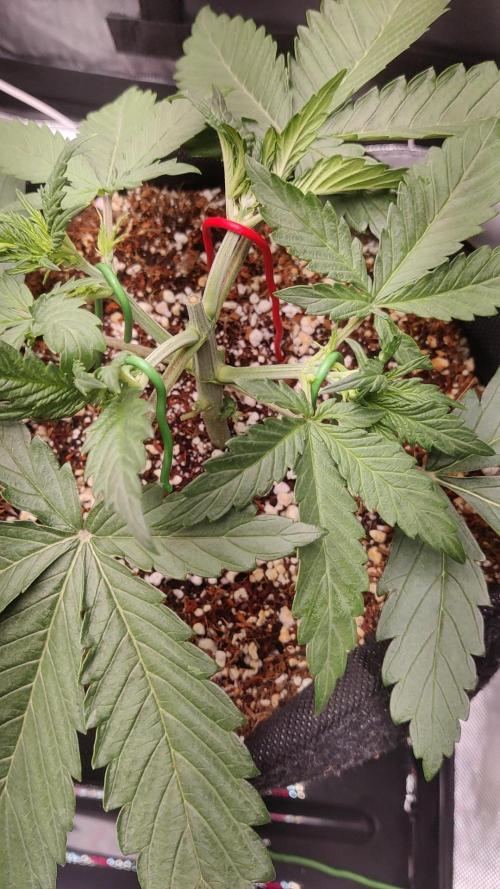 Sunset Sherbet auto - Zamnesia. Week 4