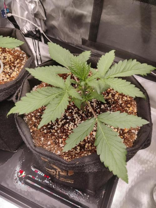 Sunset Sherbet auto - Zamnesia. Week 4