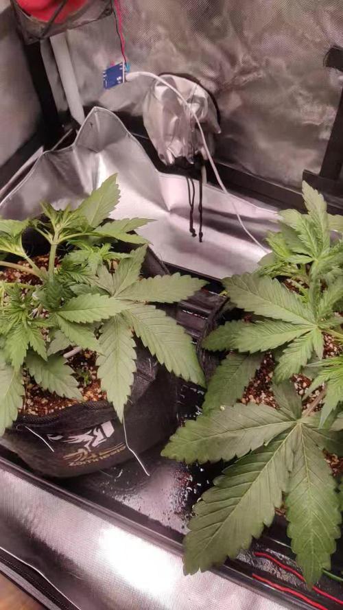 Sunset Sherbet auto - Zamnesia