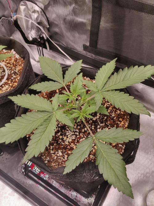 Sunset Sherbet auto - Zamnesia. Week 4