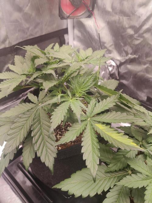 Sunset Sherbet auto - Zamnesia. Week 5