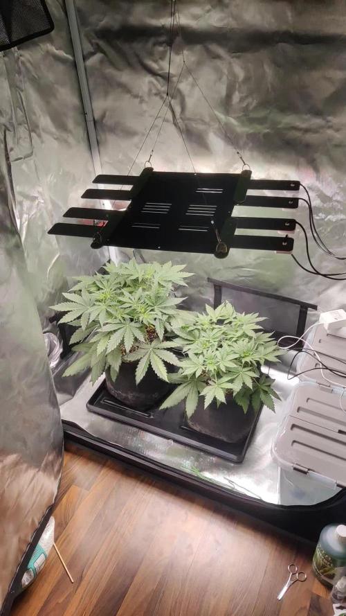 Sunset Sherbet auto - Zamnesia