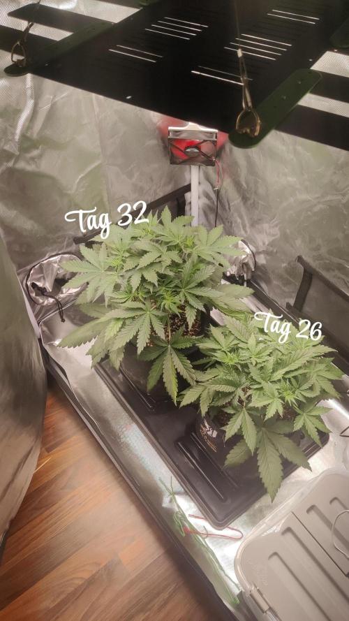 Sunset Sherbet auto - Zamnesia. Week 5