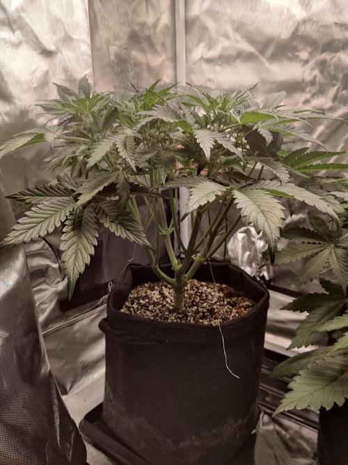 Sunset Sherbet auto - Zamnesia. Week 6