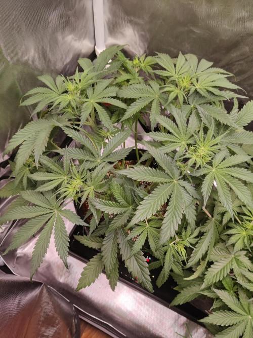 Sunset Sherbet auto - Zamnesia. Week 6