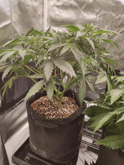 Sunset Sherbet auto - Zamnesia. Week 6