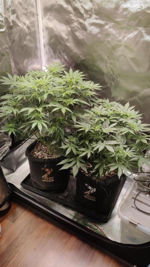 Sunset Sherbet auto - Zamnesia. Week 7