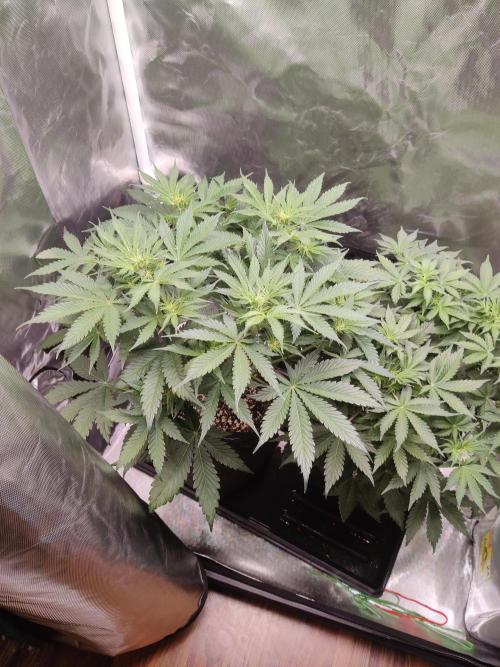 Sunset Sherbet auto - Zamnesia. Week 7