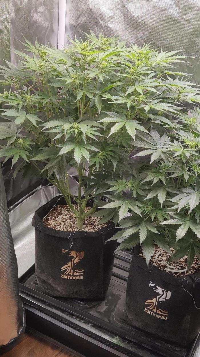 Sunset Sherbet auto - Zamnesia. Week 8