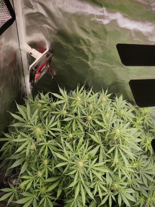 Sunset Sherbet auto - Zamnesia. Week 9