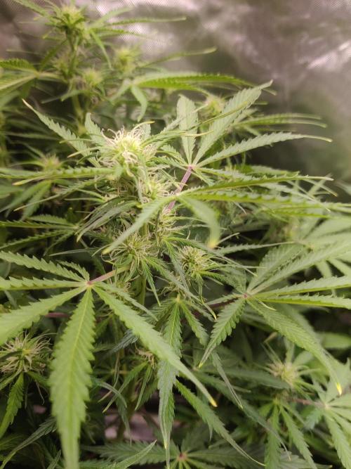 Sunset Sherbet auto - Zamnesia. Week 9