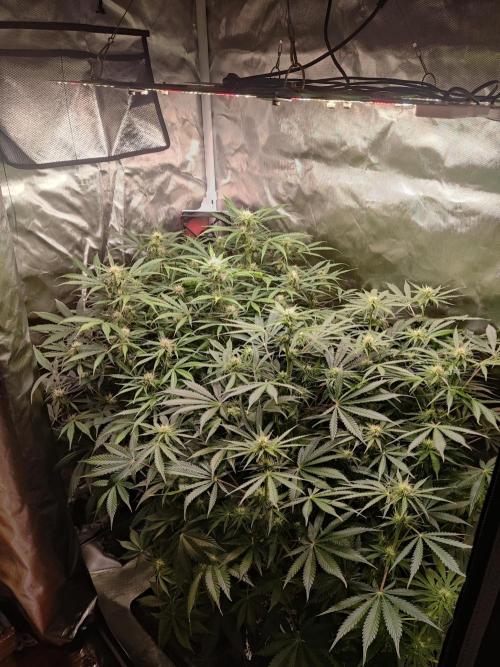 Sunset Sherbet auto - Zamnesia. Week 10