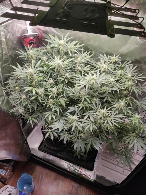 Sunset Sherbet auto - Zamnesia. Week 10