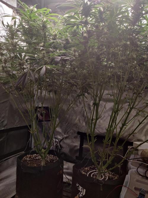 Sunset Sherbet auto - Zamnesia. Week 11