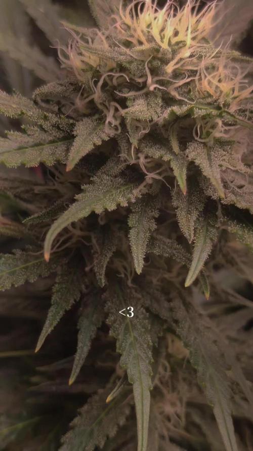 Sunset Sherbet auto - Zamnesia