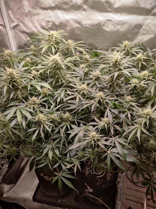 Sunset Sherbet auto - Zamnesia. Week 11