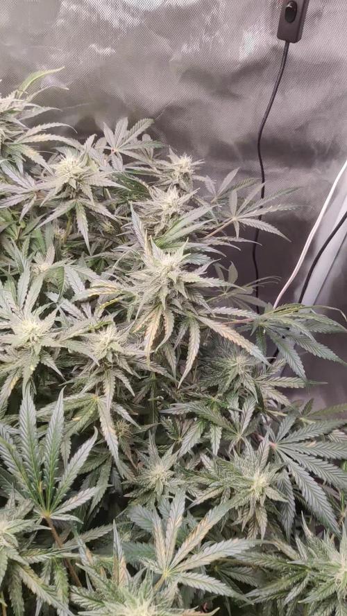 Sunset Sherbet auto - Zamnesia