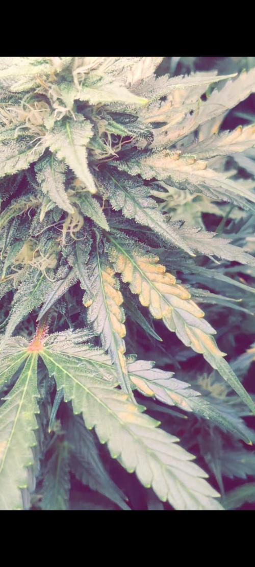 Sunset Sherbet auto - Zamnesia. Week 13