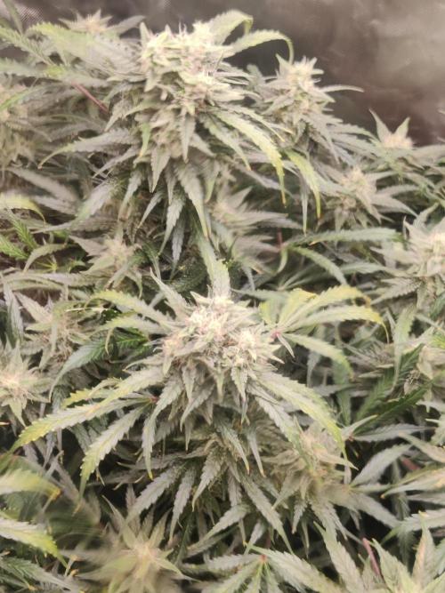 Sunset Sherbet auto - Zamnesia. Week 13