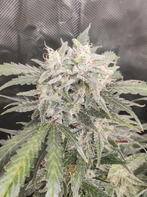 Sunset Sherbet auto - Zamnesia. Week 13