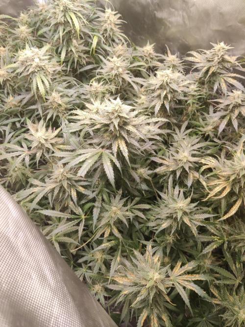 Sunset Sherbet auto - Zamnesia. Week 13